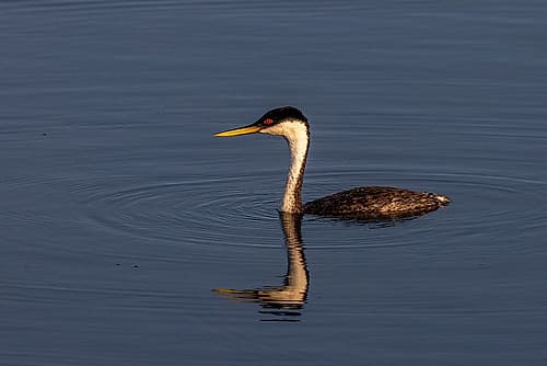 Male western grebe at Ninepipe National Wildlife Refuge in the Mission Valley, Montana, USA. Art Print
